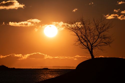 Free Breathtaking sunrise at Cove Island Park, Stamford, with a silhouetted tree against vibrant autumn skies. Stock Photo