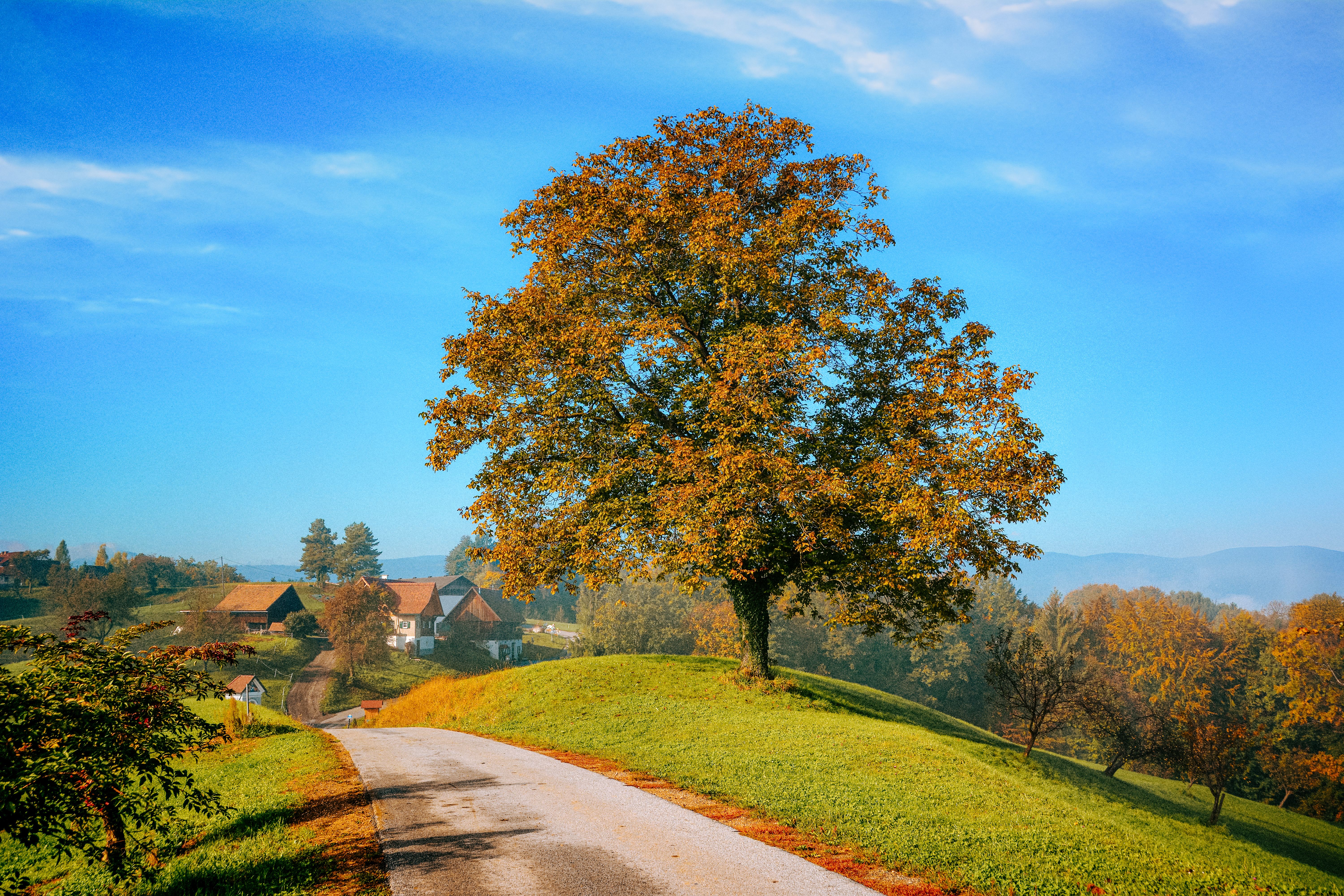 Idyllic Countryside Road with Lone Tree in Autumn · Free Stock Photo