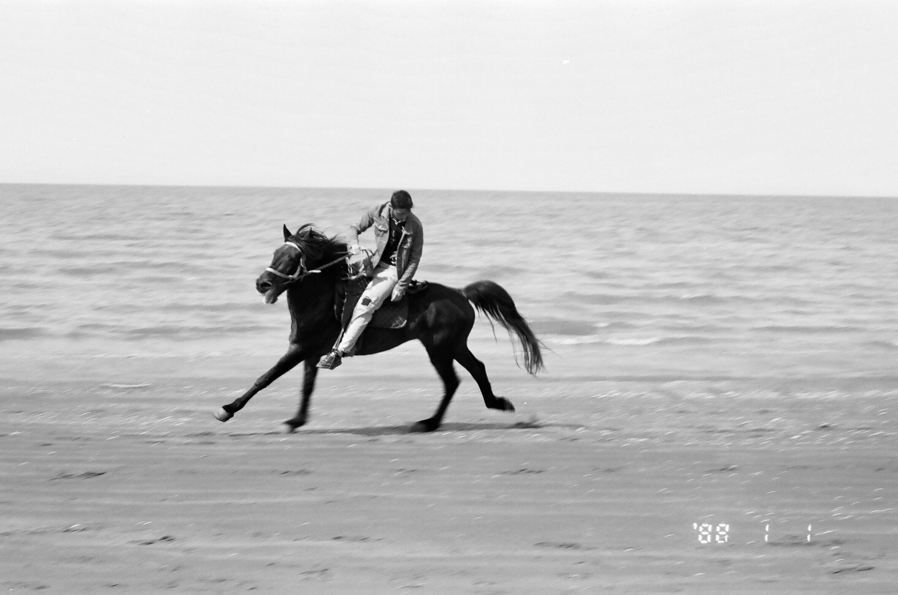 Black and white image of a horse galloping on a beach with a rider.