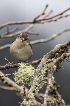 Bird perched on lichen-covered branch