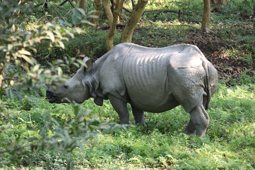 Photo by INDU BIKASH SARKER