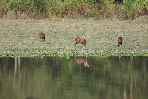 Free Three Sambar deer grazing near a lake in a serene natural setting. Ideal wildlife photography. Stock Photo