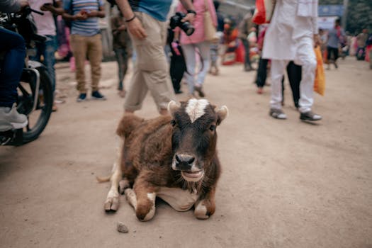 A calf rests amidst the bustling crowd on a street in Varanasi, India, capturing the urban charm.