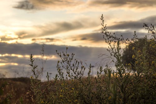 Free stock photo of beauty of nature, clouded sky, clouds sky