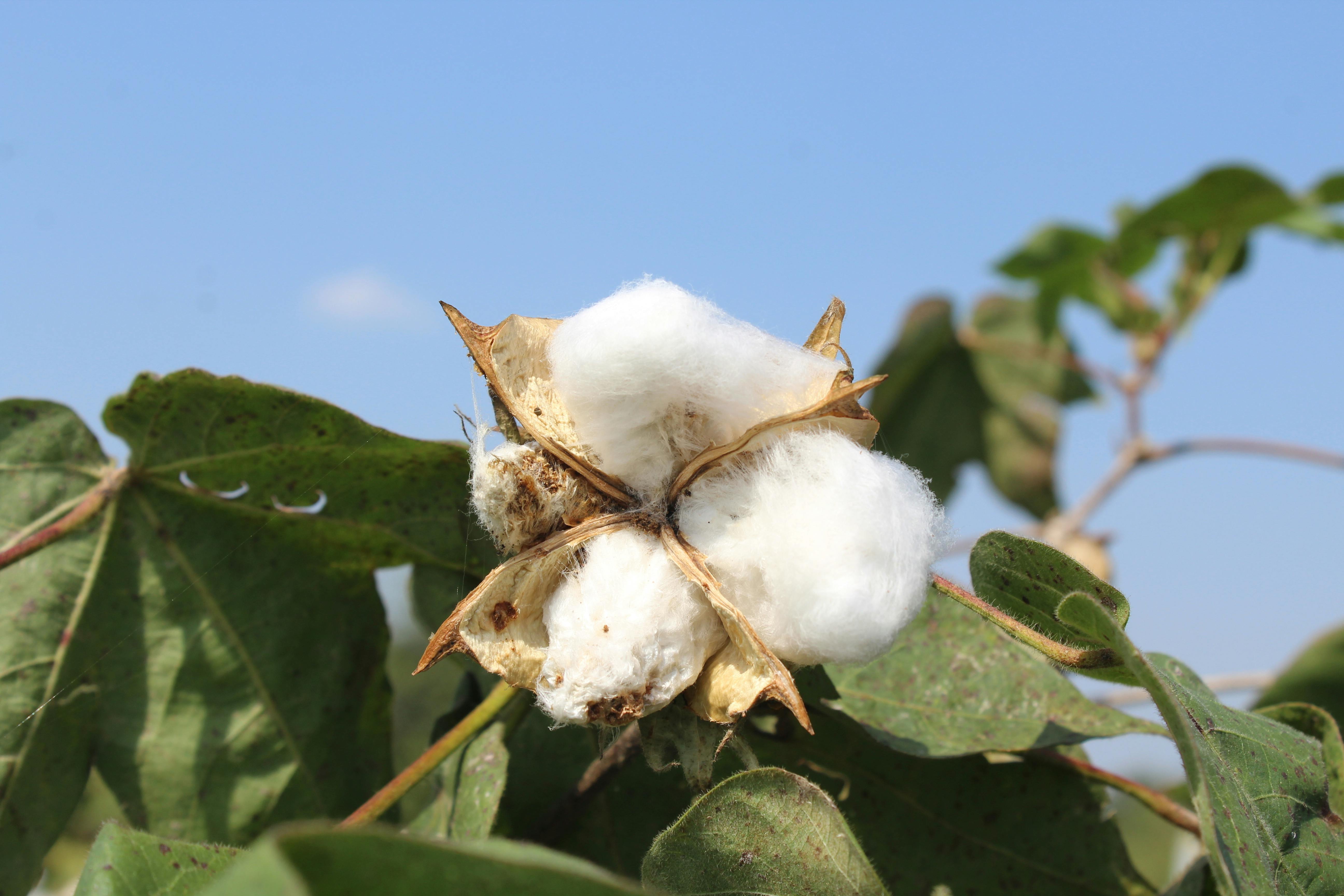 Pectinophora gossypiella