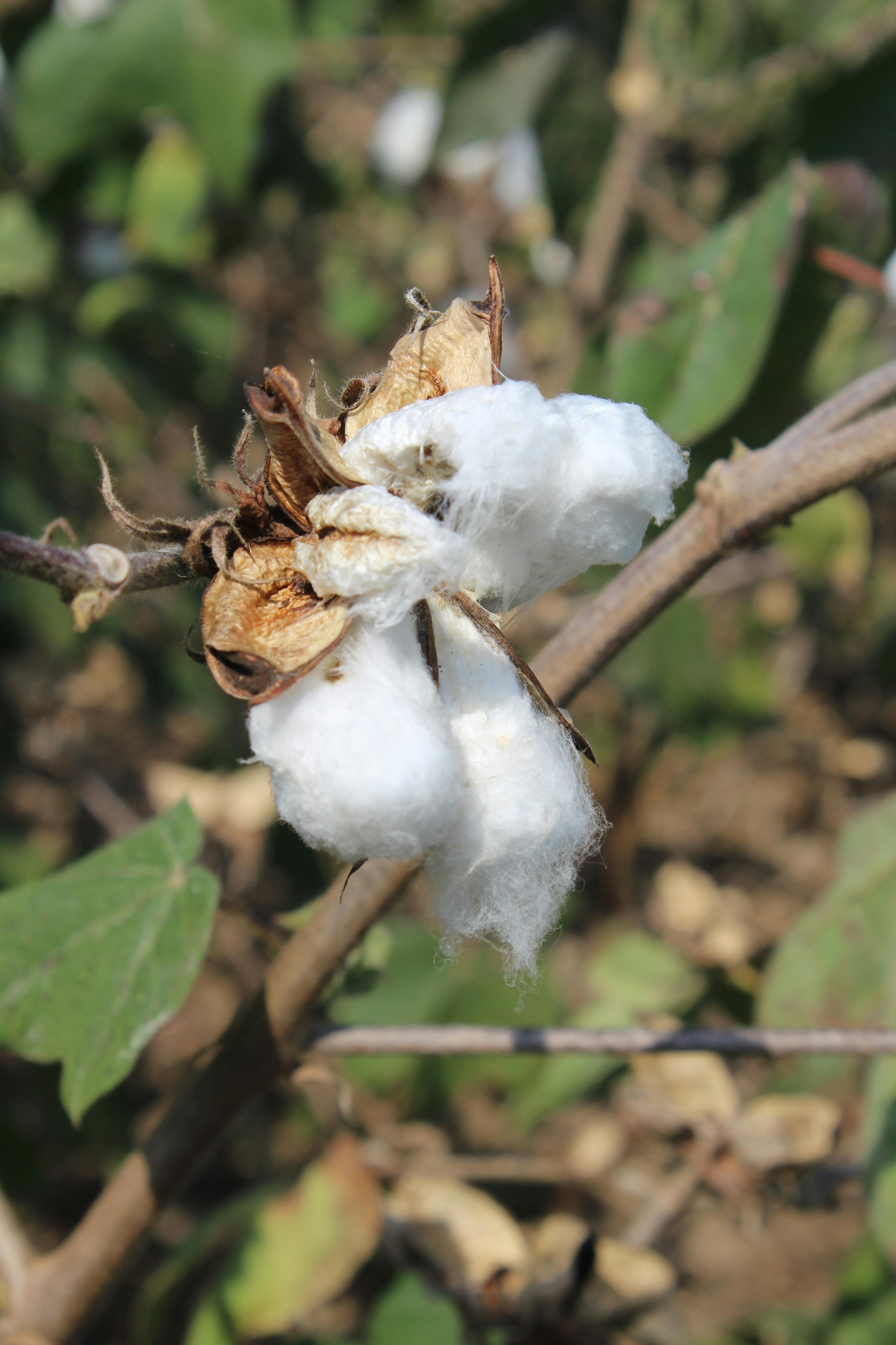 Detailed view of a mature cotton boll on a branch in natural setting.
