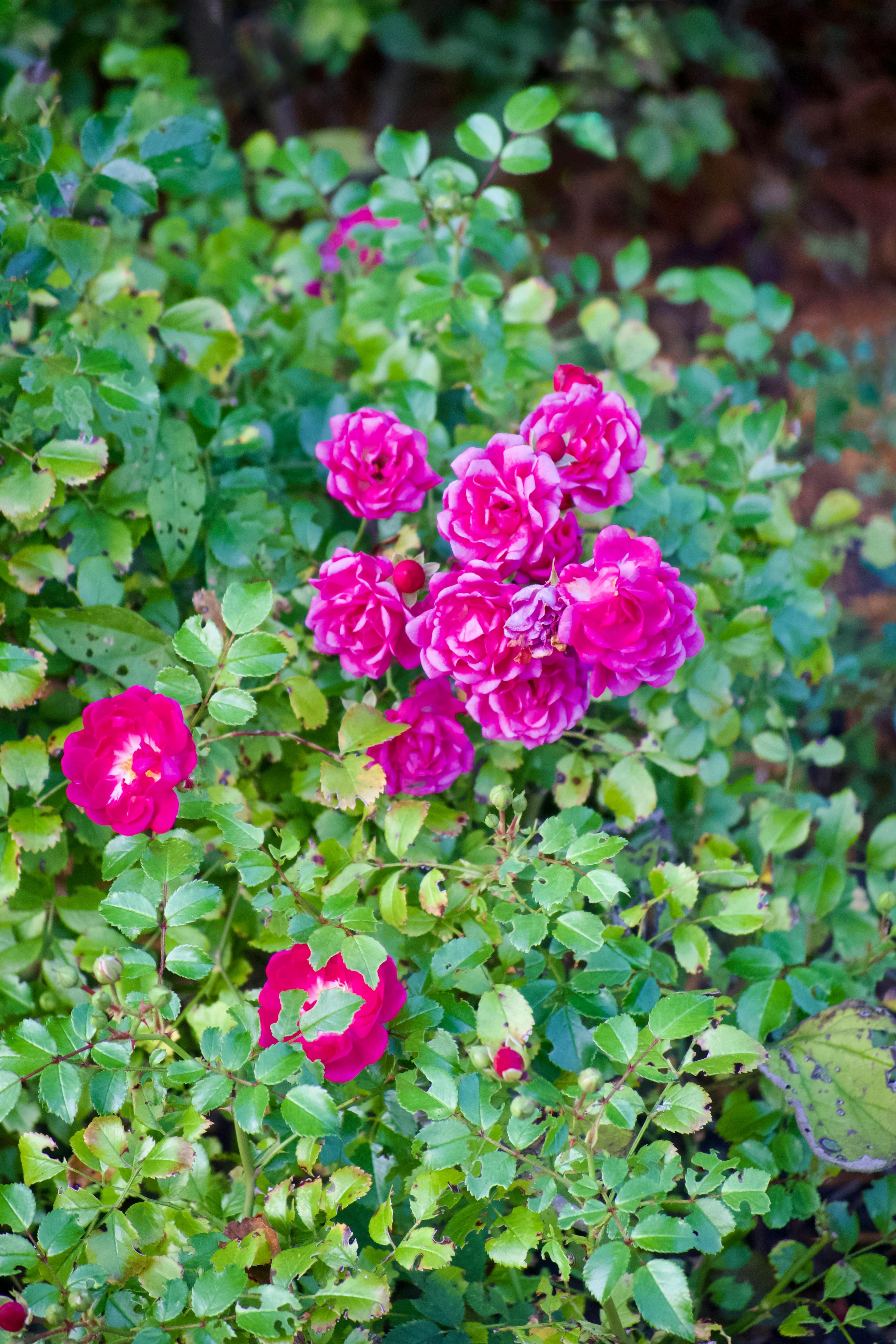 [ColoSach]-bright-pink-roses-blossoming-among-lush-green-leaves-in-a-garden-setting.