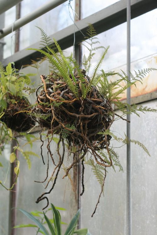 Free Hanging fern plant in a glasshouse, showcasing vibrant greenery against urban backdrop. Stock Photo