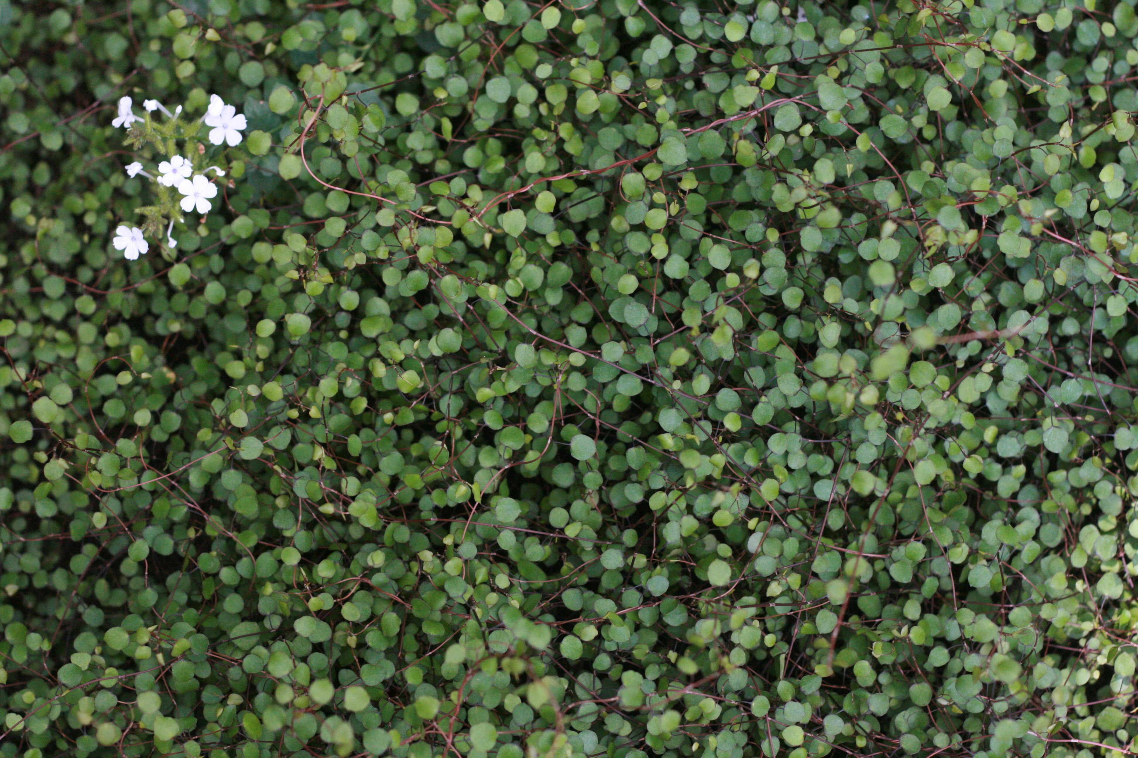 Free A detailed macro shot of vibrant green foliage with small white flowers, showcasing nature's intricate beauty. Stock Photo