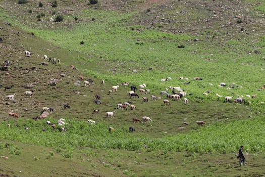 Idyllic hillside with grazing sheep and a lone hiker, showcasing serene rural life.