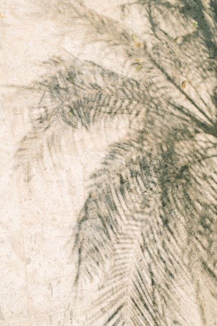 Soft shadows of palm leaves cast on a sunlit concrete surface, creating a serene and natural pattern.