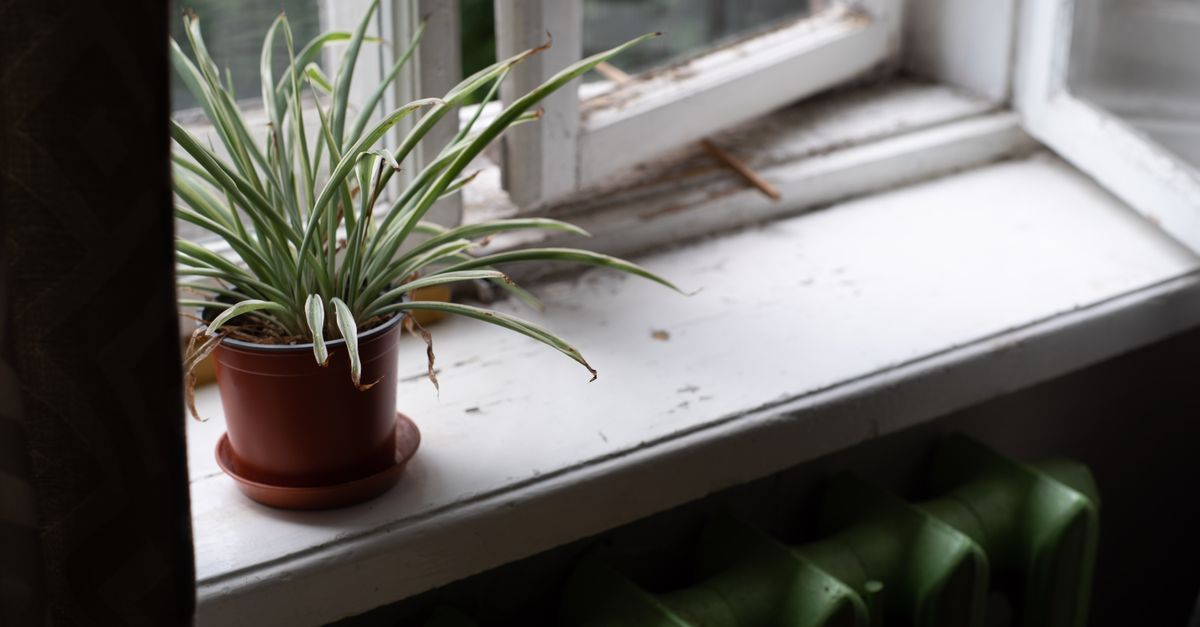 Planta aranha em uma janela recebendo luz natural ao lado de um radiador verde.