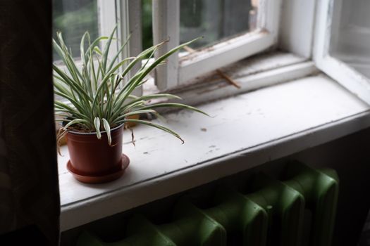 Spider plant on a windowsill receiving natural light beside a green radiator.
