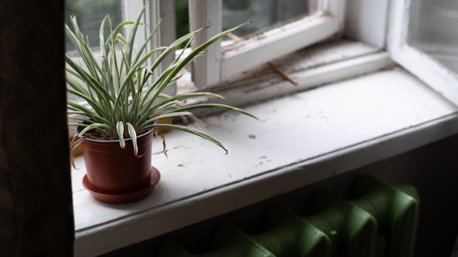 Plantas junto a uma janela com luz natural.