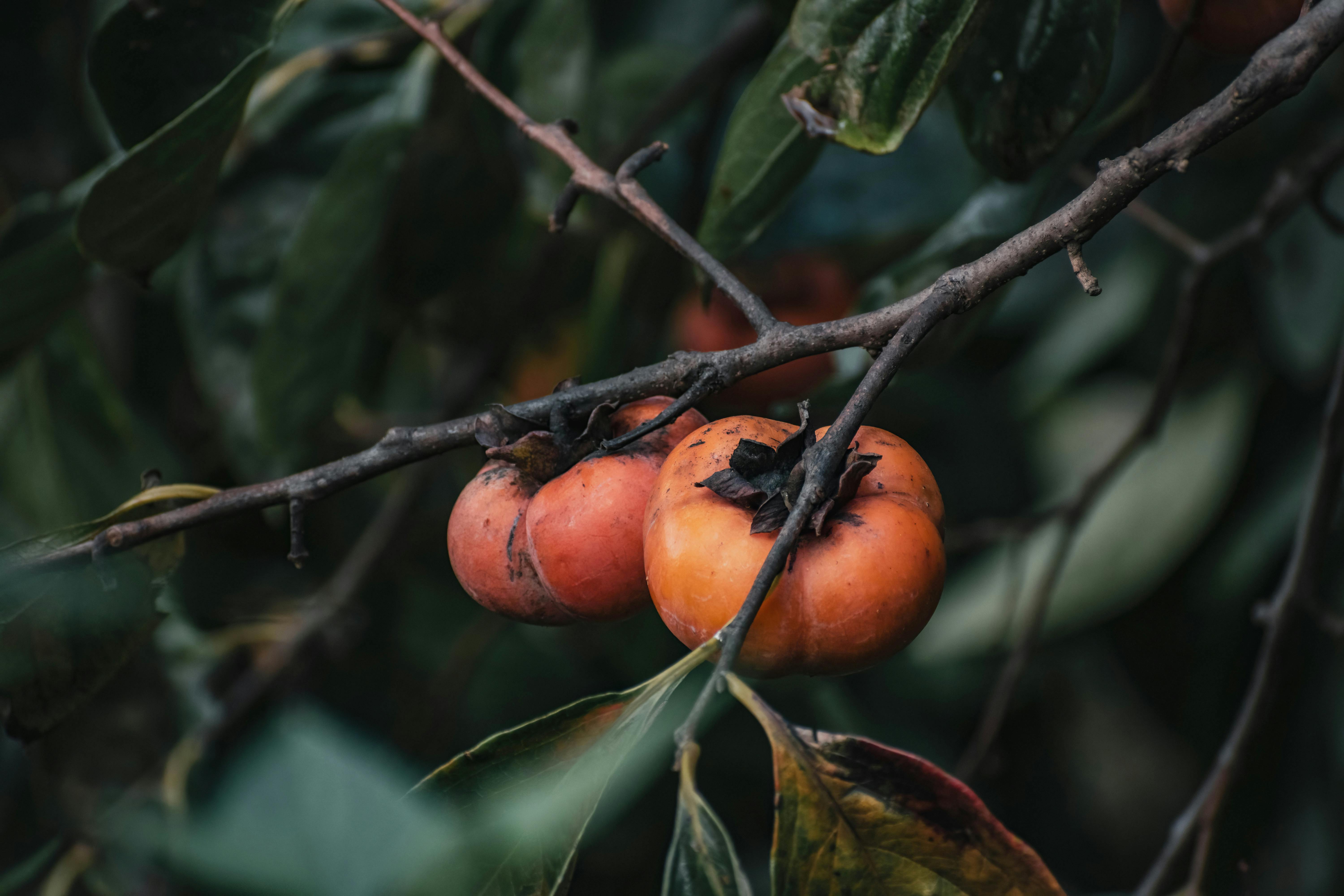 Innovative Link Between Nutrition and Mental Clarity