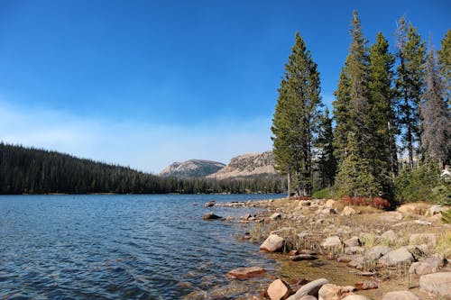 Tall Pine Trees on a Rocky Lakeshore