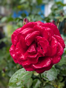 crimson red rose flower