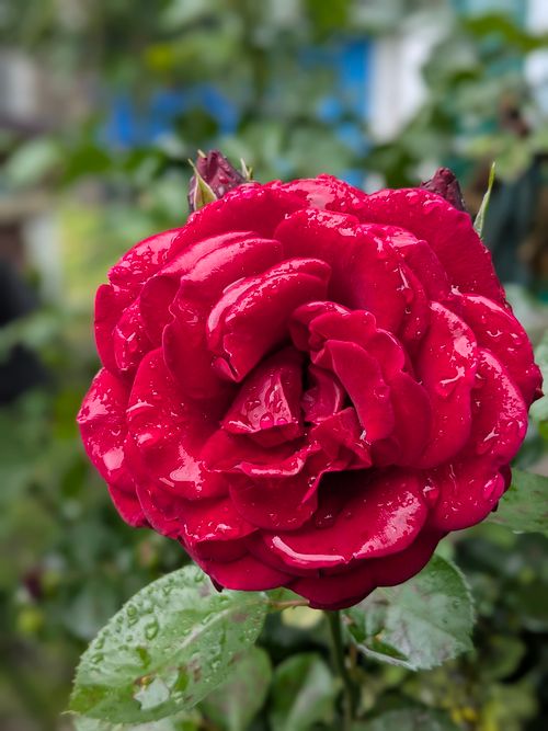 Free Close-up of a vibrant red rose with fresh dew drops on the petals. Stock Photo