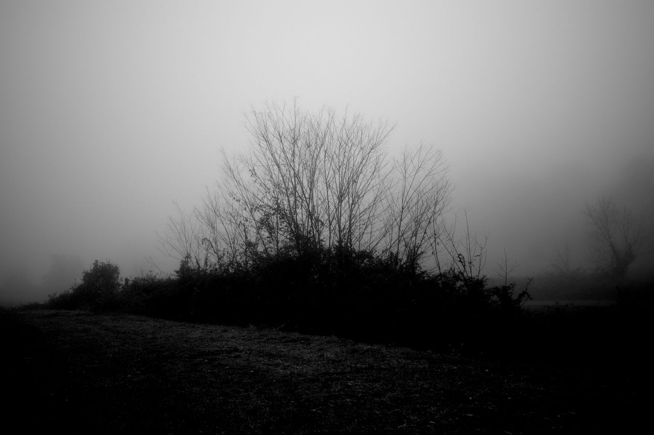 misty outdoor scene featuring silhouetted trees and a foggy atmosphere