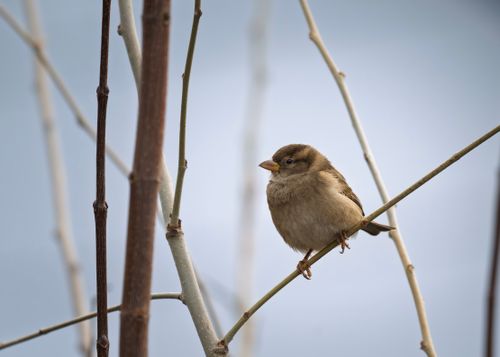 Free Close-up of a House Sparrow on a branch in Wenatchee, Washington during winter. Stock Photo