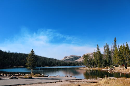 Clear Sky over Lake in Forest