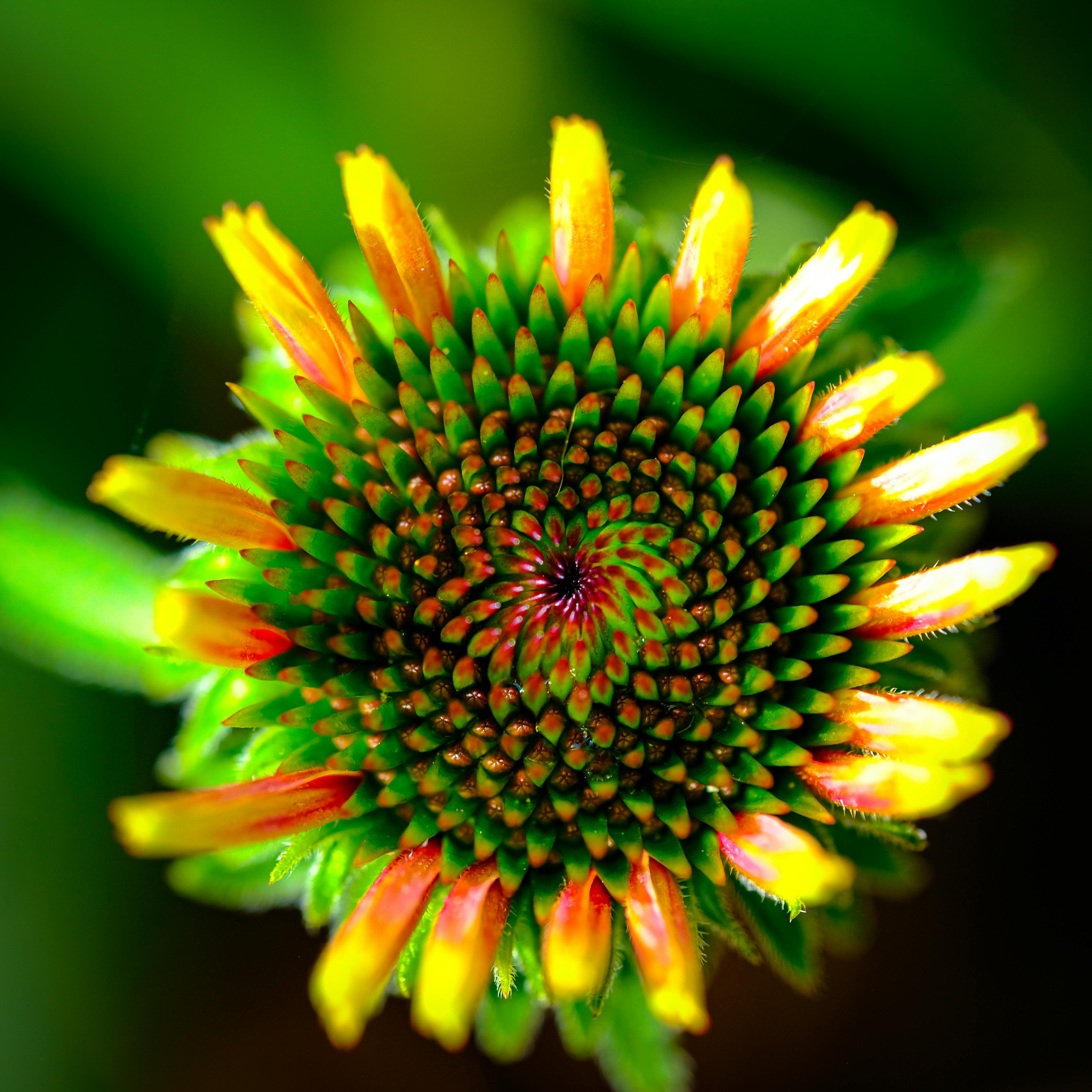 Free stock photo of 1 1, bloom, braddock