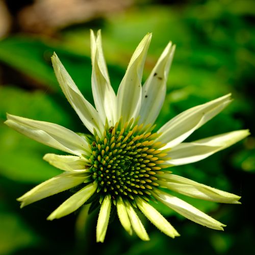 Free A vibrant white echinacea flower captured in a lush garden setting, highlighting its intricate details. Stock Photo