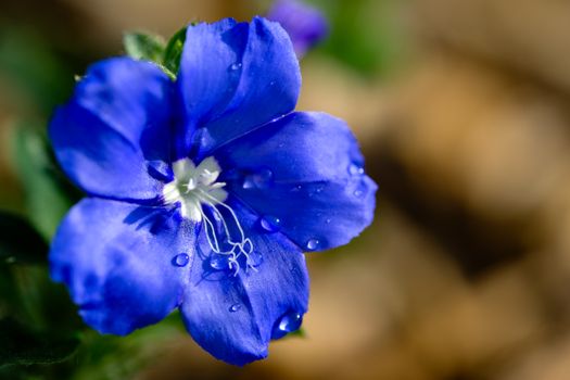 Free stock photo of 3 2, bloom, blue