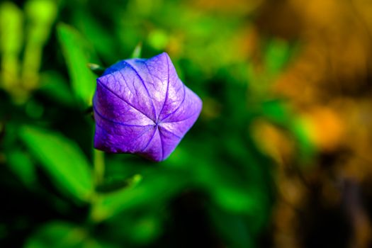 Free stock photo of 3 2, balloon flower, bloom