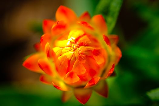 Free stock photo of 3 2, bloom, brachteantha