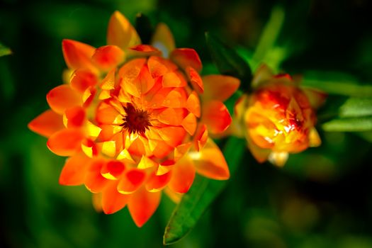 Primo piano dei vivaci fiori arancioni di Bracteantha in piena fioritura, dalla consistenza cerosa, in un giardino.