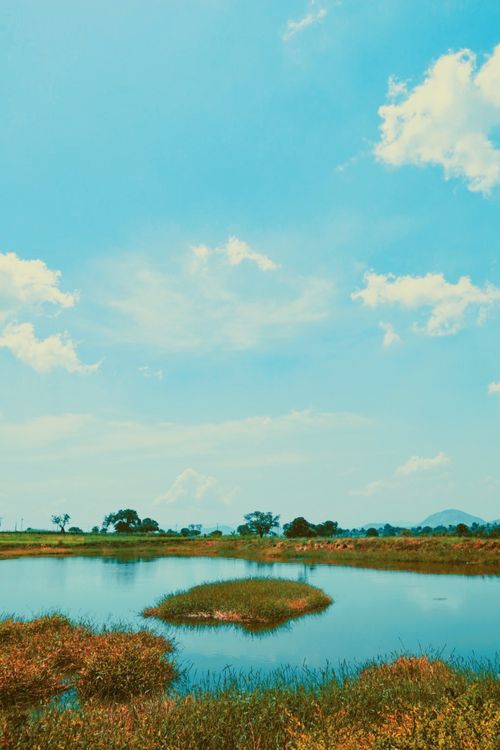 Free A tranquil wetland scene with lush greenery and a vivid blue sky. Stock Photo