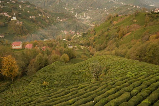 Lush green tea plantations on rolling hills in a scenic mountainous landscape.