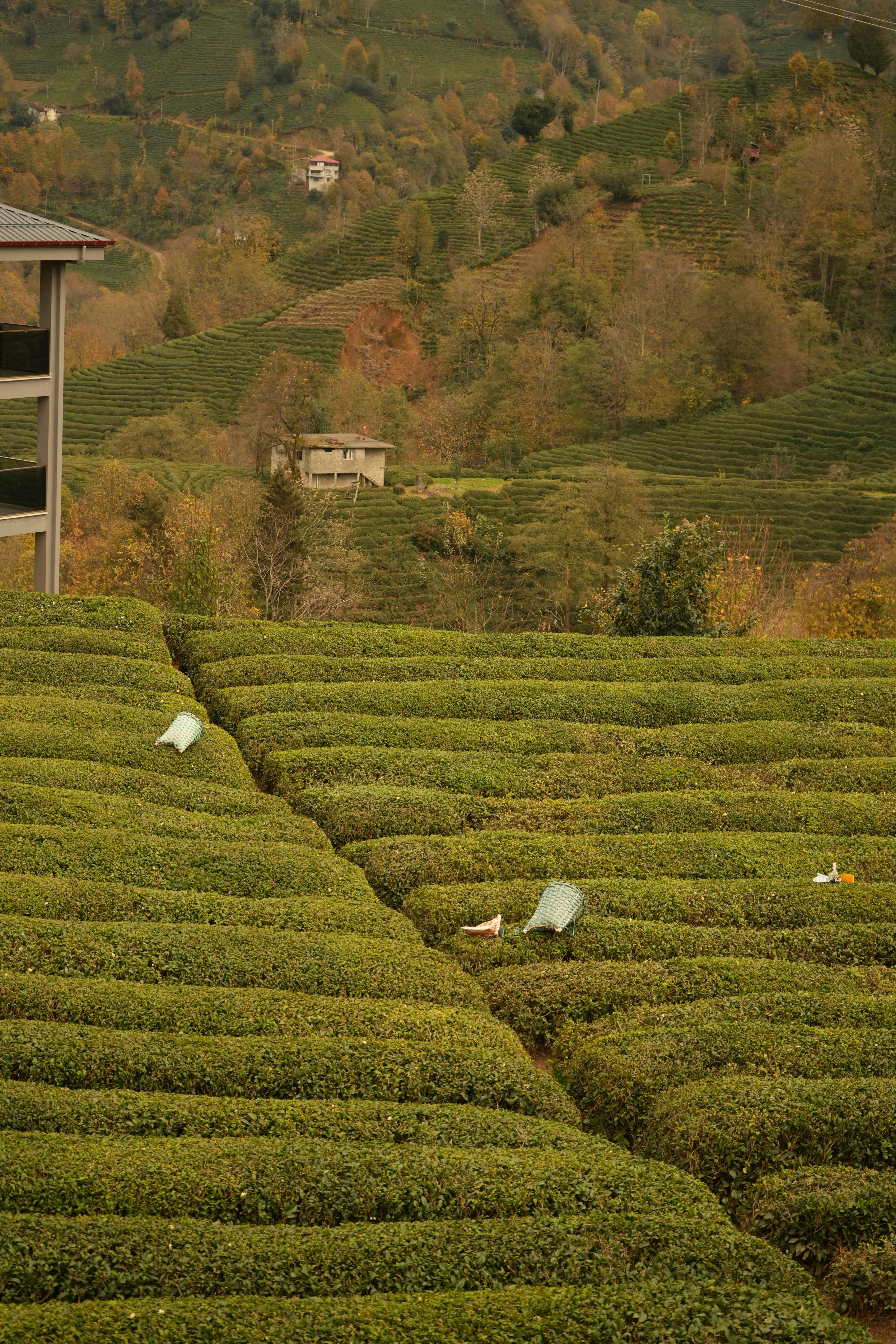 Lush tea plantation surrounded by autumn foliage on a hillside.