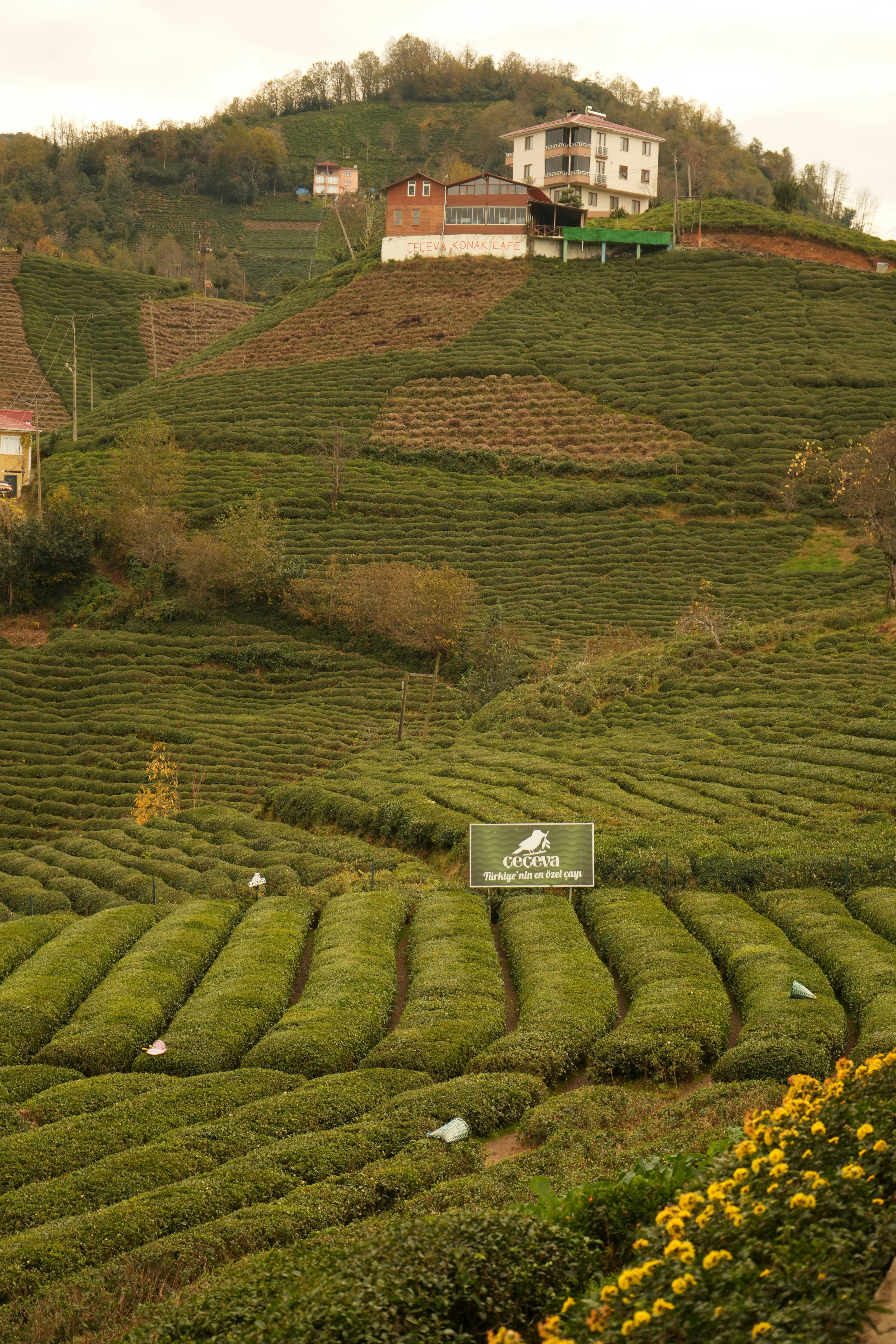 Breathtaking view of lush tea plantations in the picturesque Turkish hills.