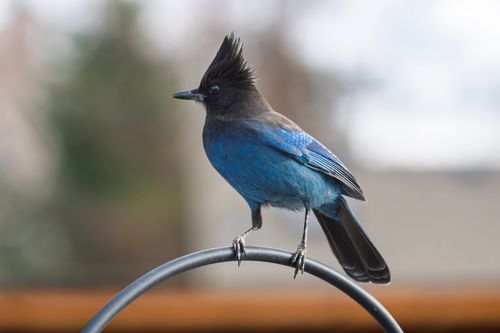 Free Close-up of a vibrant Steller's Jay perched outdoors in Wenatchee. Stock Photo