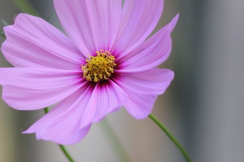 Free A stunning close-up of a pink Cosmos flower with delicate petals and detailed center, captured in natural light. Stock Photo