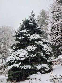 A majestic fir tree covered in snow during a serene winter day in Toronto.