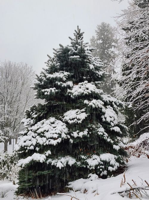 Free A majestic fir tree covered in snow during a serene winter day in Toronto. Stock Photo