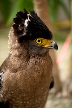 Close-up of a Crested Serpent Eagle showcasing its striking plumage and gaze.