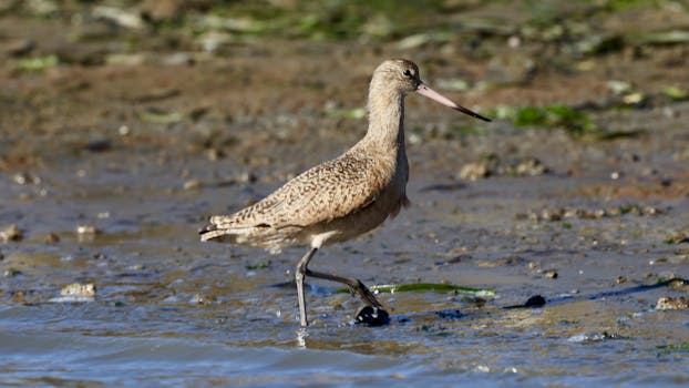 Free stock photo of marbled godwit