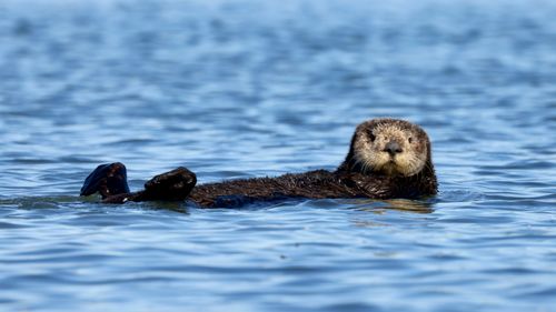 Free A serene sea otter floating in the peaceful waters off the coast of California. Stock Photo