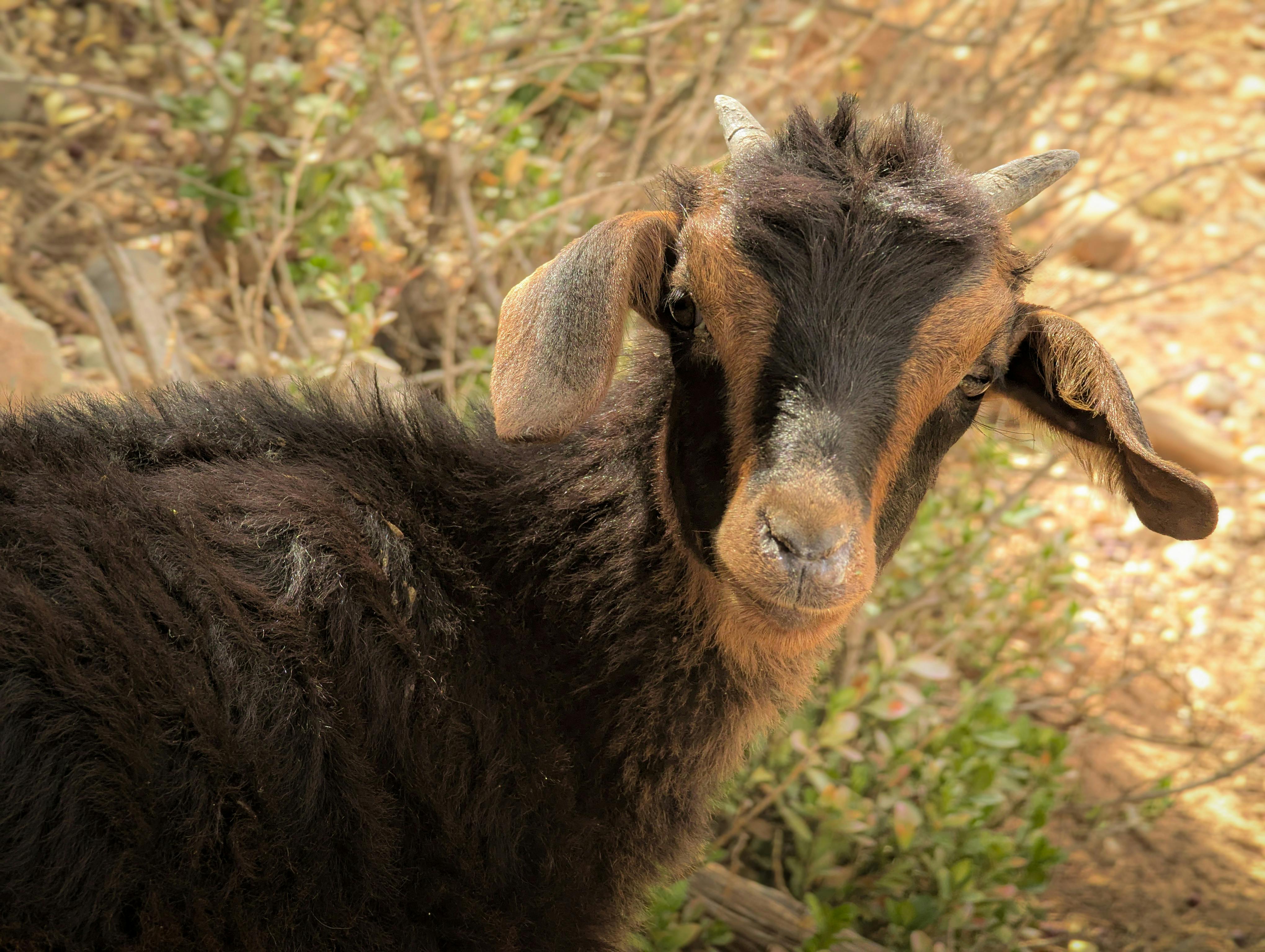 grátis Cabra preta adorável com detalhes em marrom em ambiente natural, fotografada durante o dia. Foto profissional