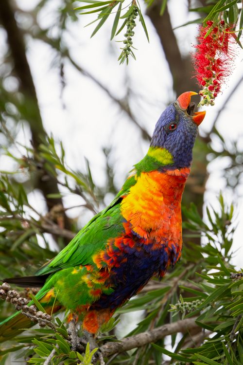 Free Vibrant Rainbow Lorikeet perched on a branch feeding on a bottlebrush flower in Campbelltown, NSW, Australia. Stock Photo