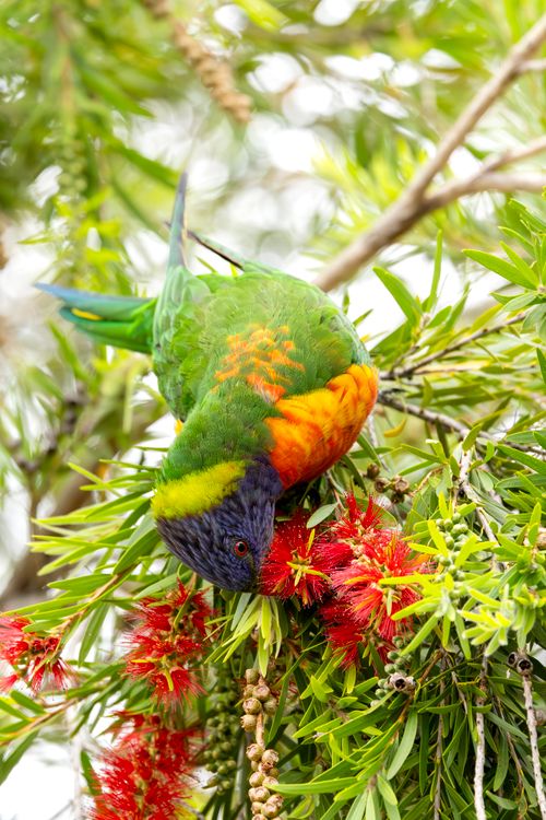 Free A colorful rainbow lorikeet feasting on bright red bottlebrush flowers in Campbelltown, Australia. Stock Photo