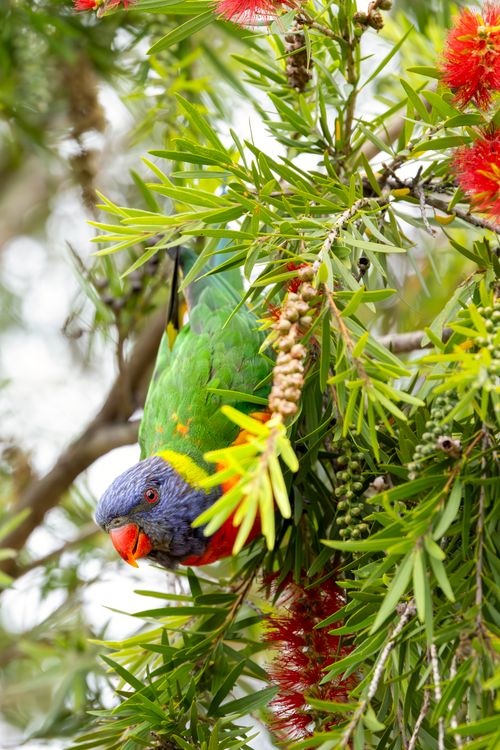 Free Vibrant Rainbow Lorikeet perched among bright blooms in Campbelltown, Australia. Stock Photo