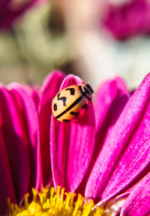 Free Vivid close-up image of a ladybug perched on a vibrant pink flower, showcasing nature's delicate beauty. Stock Photo