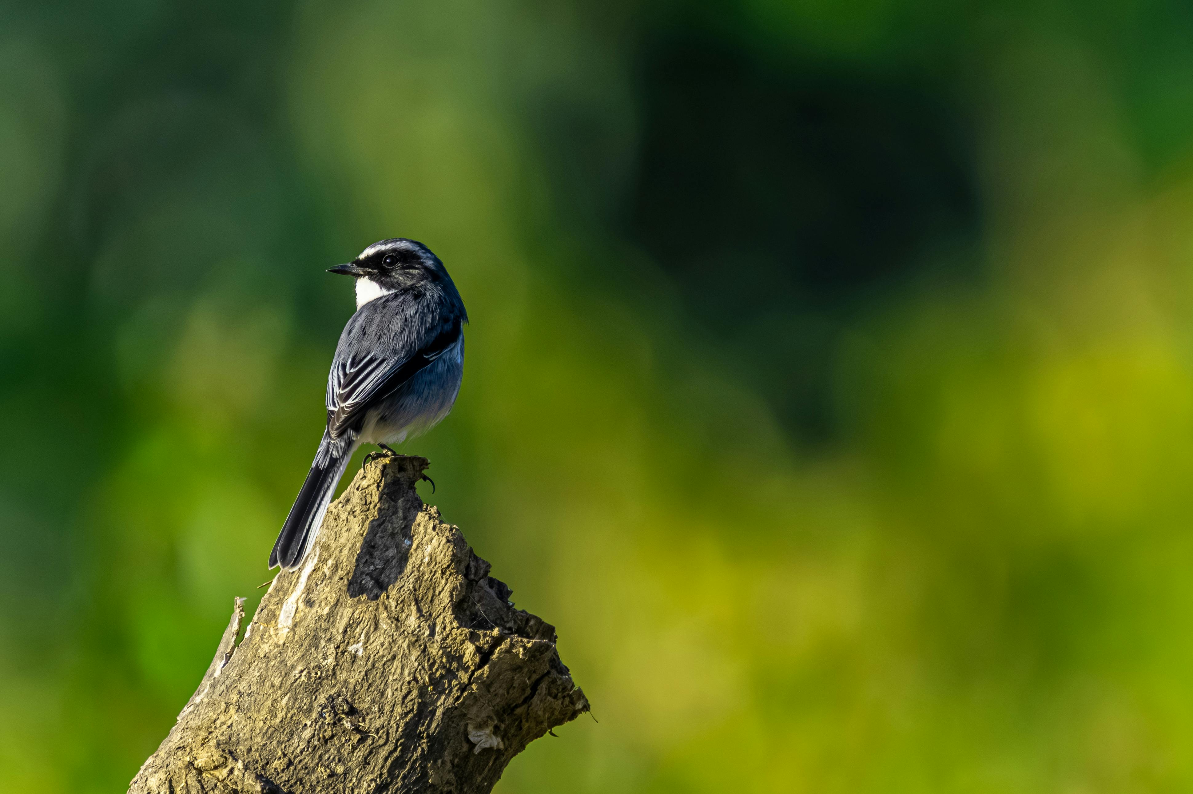 Bird Watching For Beginners