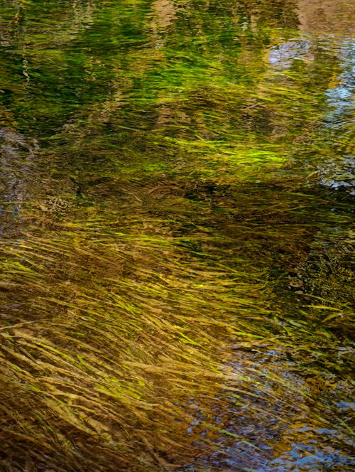 Free Vivid water surface reflection with rippling grass and vibrant colors. Stock Photo