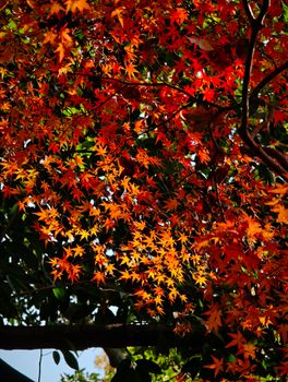 Bright orange and red maple leaves capturing the essence of fall.